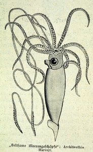 Repræsentation af en Architeuthis Harveyi, kæmpe blæksprutte. af Unknown artist