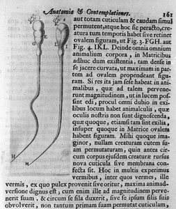 Repræsentation af hundespermatozoider Beskrivelse lavet af den hollandske handelsmand og videnskabsmand Antoine van Leeuwenhoek (eller Leeuvenhoek Leeuwenhoeck) (eller Antoni eller Anthonie) (1632-1723). Indgravering fra "Investigatio Arcanorum" 1722 af Unknown artist