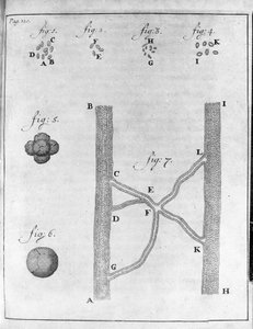 Repræsentation af hæmatia (røde blodlegemer) hos laks og pighvar Studie af den hollandske handelsmand og naturforsker Antoine van Leeuwenhoek (eller Leeuvenhoek eller Leeuwenhoeck) (eller Antoni eller Anthonie) (1632-1723) Gravering fra "Epistolae ad Socie af Unknown artist