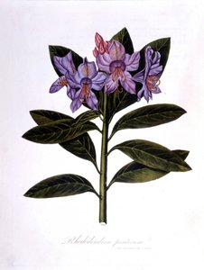 Rhododendron (Rhododendrum Pontium). af Unknown artist