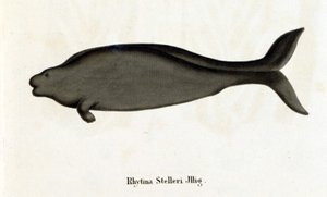 Rhytina Stelleri også kaldet havko Steller, eksemplarer forsvandt i det 18. århundrede. af Unknown artist