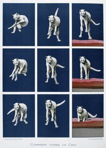 Serie af billeder af en kat, der falder, ca. 1895 (tryk) af Unknown artist