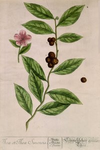 Sinensis teplante - botanisk bord af Unknown artist