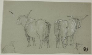 Skitser af hvidt kvæg fra Maremma af Unknown artist