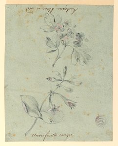 Undersøgelse af en Hawthorne og Honeysuckle Bough af Unknown artist