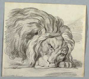 Studie af en løve af Unknown artist