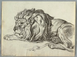 Studie af en løve af Unknown artist