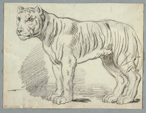 Studie af en tiger af Unknown artist