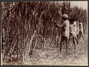 Sukkerrør, Natal af Unknown artist