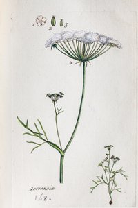 Terrenoix (Terre-Noix, Nox de Terre) af Unknown artist