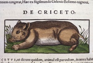 Hamsteren i dyrenes historie af Conrad Gesner (1516 - 1565), Tiguri af Unknown artist