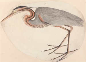Den lilla hejre af Unknown artist