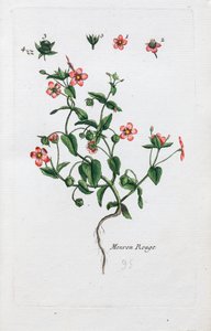 Den skarlagensrøde pimpernel af Unknown artist