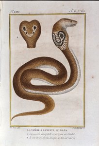 Bezel-hugormen eller Naja. Plade taget fra et naturhistorisk forræderi af "" Works of Buffon"" af naturforsker Georges Louis Leclerc, greve af Buffon (1707 - 1788). 19. århundrede af Unknown artist