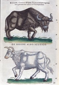 Bisonen og den hvide bison fra Historiae animalium af Konrad Gesner, Tiguri af Unknown artist