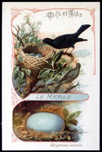Solsorten og dens rede - chromo., slutningen af 1800-tallet af Unknown artist