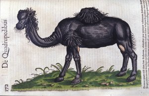 Kamelen fra Historiae animalium af Konrad Gesner, Tiguri af Unknown artist