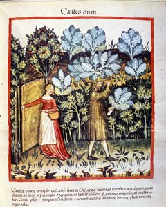 Afgrøden af kålblomst i en køkkenhave. Belysning fra malkning af medicin og diætetik "" Tacuinum sanitatis"" af Unknown artist