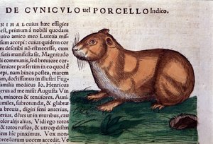 Marsvinet efter Historiae animalium af Konrad Gesner, Tiguri af Unknown artist