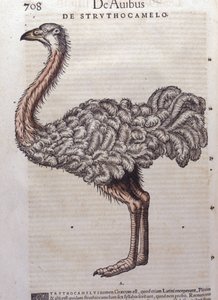 Strudsen - fra Historiae animalium af Konrad Gesner, Tiguri af Unknown artist