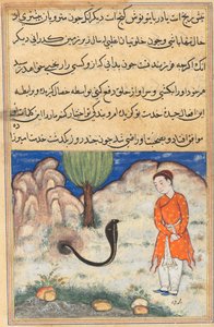 Prinsen, en søn af herskeren af Sistan, træder i tjeneste for en slange, fra en Tuti-nama (Fortællinger om en papegøje): Syvogtredive nat af Unknown artist