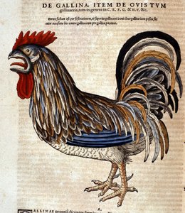 Hanen efter Historia Animalium af Conrad Gesner, Tiguri 1560. Biblioteca nazionale Braidense. Milano af Unknown artist