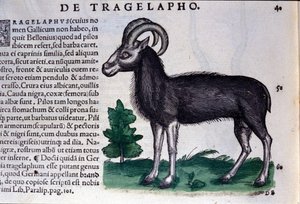 Fårene i Historia Animalium af Conrad Gesner (1516 - 1565), Tiguri af Unknown artist