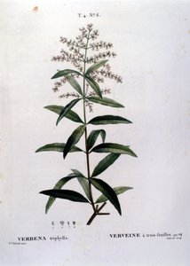 Verbenaen. 1800-tals gravering. af Unknown artist