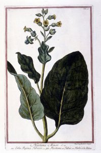 Tobaksplante (Nicotiana Minor). Botanisk tavle fra et herbarium fra det 18. århundrede. af Unknown artist