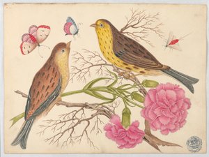 To brun-gule fugle på grene med nelliker og insekter af Unknown artist