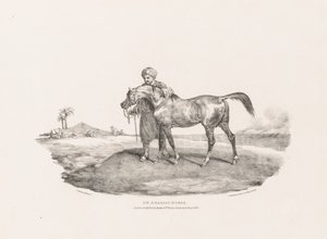 Forskellige emner tegnet fra livet og på sten: En arabisk hest af Unknown artist