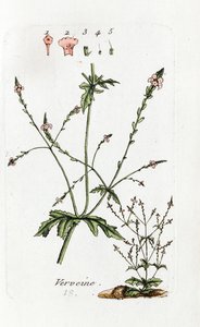 Verbena af Unknown artist