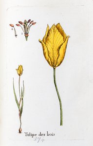 Træ-tulipan af Unknown artist