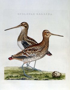Skovsneppe og æg (scolopax gallina) - gravering af Unknown artist