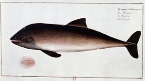 Zoologi: tavle, der repræsenterer et marsvin, vandpattedyr. Tryk fra begyndelsen af 1700-tallet B.N. Paris af Unknown artist