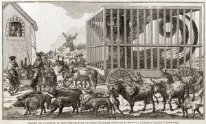 Zoomorphism - Karikatur mod Mary - Antoinette - Rejste fra harpyen eller amfibiemonsteret i Cadiz for at blive ført til kongen og kongefamilien i Spanien: Dette dyr blev taget ved bredden af Fagua-søen - 1784 - af Unknown artist