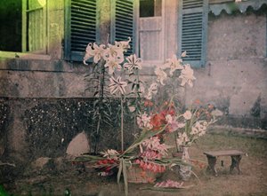 Fotografiets historie: Blomsterkomposition af Unknown photographer