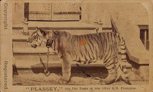 Plassey, kæletigeren fra Royal Madras Fusiliers af Unknown photographer