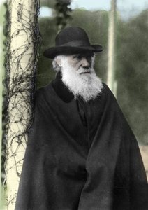 Fotografisk portræt af Charles Darwin (1809 - 1882), engelsk naturforsker i 1881. af Unknown photographer