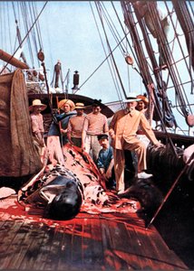 Prins og oceanograf Albert I af Monaco på dækket af skibet "Prinsesse Alice" med en død globicephal. af Unknown photographer