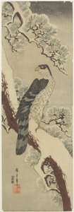 (Hawk on Pine Branch, Winter), begyndelsen af det 19. århundrede