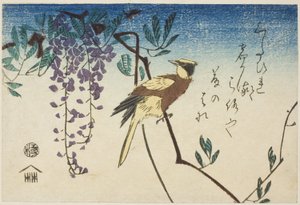 Sortnavet oriole og blåregn af Utagawa Hiroshige