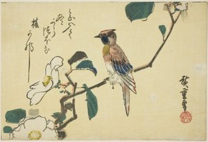 Sortnavet oriole på kameliagren af Utagawa Hiroshige