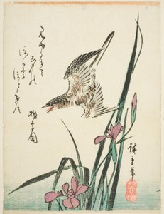 Gøg flyver over iris af Utagawa Hiroshige
