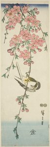Stormejse og kirsebærblomster af Utagawa Hiroshige