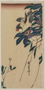 Grosbeak og Clematis af Utagawa Hiroshige