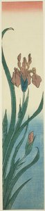 Iris af Utagawa Hiroshige
