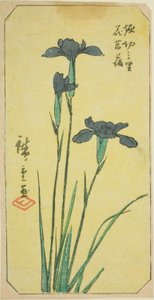 Introduceret på Horikiri Viage (Horikiri no Sato Hanadokorobu), ``Horikiri no Sato Hanadokorobu