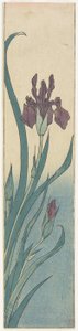 Iris, begyndelsen af det 19. århundrede