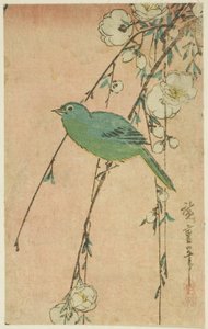 Japansk hvide øjne og grædende kirsebær af Utagawa Hiroshige